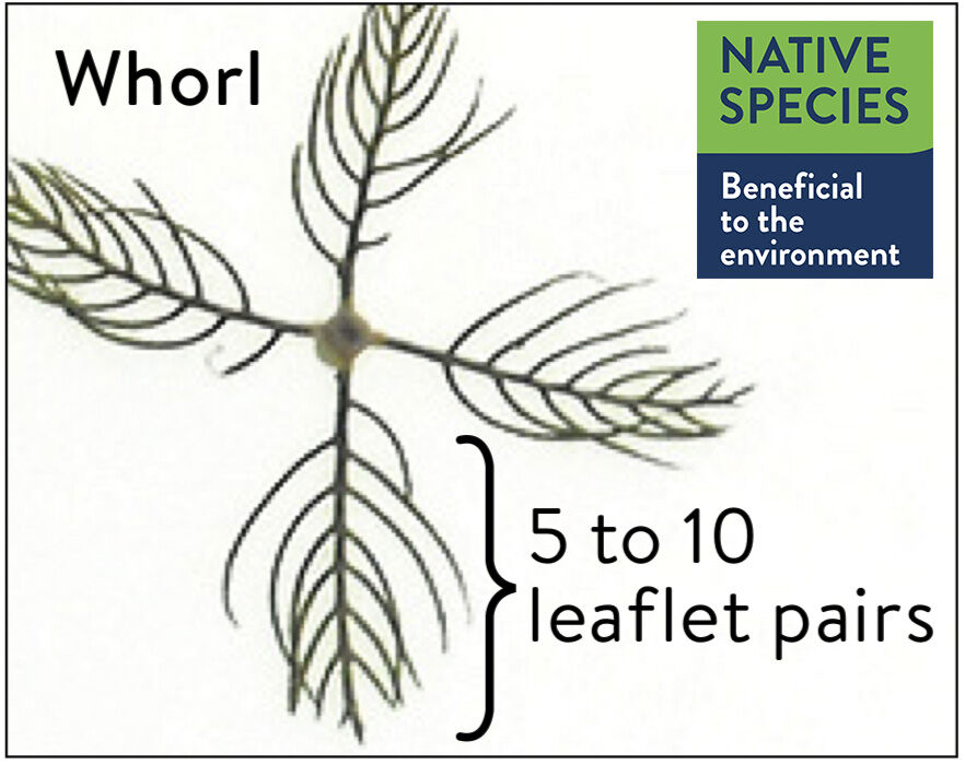 Northern Watermilfoil